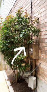 A brick wall with a power outlet and bushes